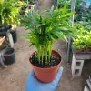 Parlor Palm Live Plant – Chamaedorea Elegans – Easy Care 4 Inch Pot Indoor Houseplant - Image 1