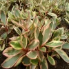 Peperomia Ginny Live Plant - Rainbow Variegated Houseplant - 4-5" Tall - Image 1