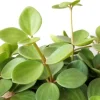Peperomia Hope Live Plant – 2 inch Pot – Trailing Houseplant - Image 1