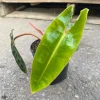 Philodendron Billietiae Live Plant – 4-6 inch Tall Starter – Indoor Tropical - Image 1