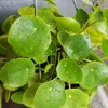 Pilea Chinese Money Plant Live Houseplant – 4 inch Pot – Easy Care - Image 1