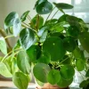 Pilea Peperomioides Live Plant - Chinese Money Plant - 4 inch Pot - Indoor - Image 1