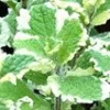Pineapple Mint Live Plant – 6" Tall Herb – Aromatic – 3.5" Pot - Image 1