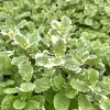 Pineapple Mint Live Plant – Aromatic Herb, 4 inch Pot – Culinary & Garden - Image 1