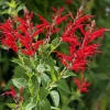 Pineapple Sage Salvia Plant - Live Herb in 1 Pot (2pcs) - Fragrant - Image 1