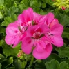 Pink Geranium Live Plant – Easy Care Bloomer – 3-4 Inches Tall – Outdoor Flower - Image 1