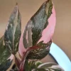 Pink Marble Philodendron Live Plant – 4-6" Tall – Grown in 4" Pot – Indoor - Image 1