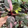 Pink Marble Philodendron Live Plant – 4-6" Tall Variegated Houseplant - Image 1