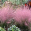 Pink Muhly Grass Live Plant – Ornamental Flowering – 5-8" Tall – Outdoor - Image 1