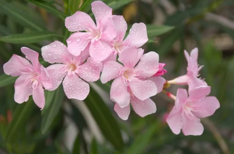 Pink Oleander Live Plant – Flowering Perennial Shrub – 4-6" Tall – Outdoor - Image 2
