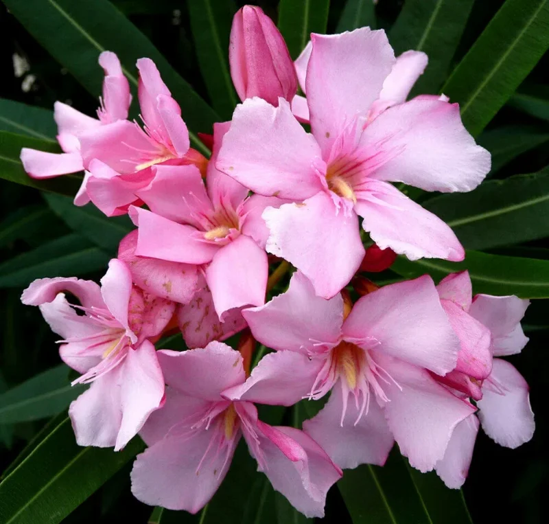 Pink Oleander Live Plant – Flowering Perennial Shrub – 4-6" Tall – Outdoor - Image 3