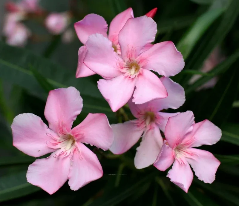 Pink Oleander Live Plant – Flowering Perennial Shrub – 4-6" Tall – Outdoor - Image 4