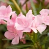 Pink Oleander Live Plant – Flowering Perennial Shrub – 4-6" Tall – Outdoor - Image 1