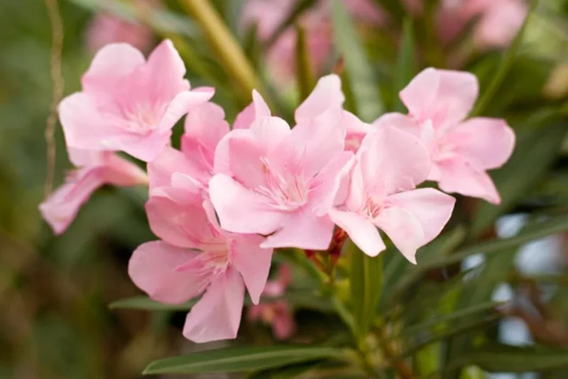 Pink Oleander Live Plant – Flowering Perennial Shrub – 4-6" Tall – Outdoor - Image 1