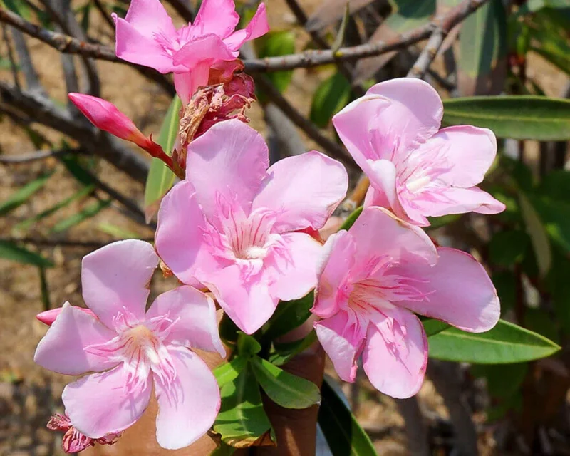 Pink Oleander Live Plant – Flowering Perennial Shrub – 4-6" Tall – Outdoor - Image 5