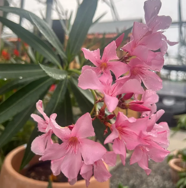 Pink Oleander Live Plant – Flowering Perennial Shrub – 4-6" Tall – Outdoor - Image 6