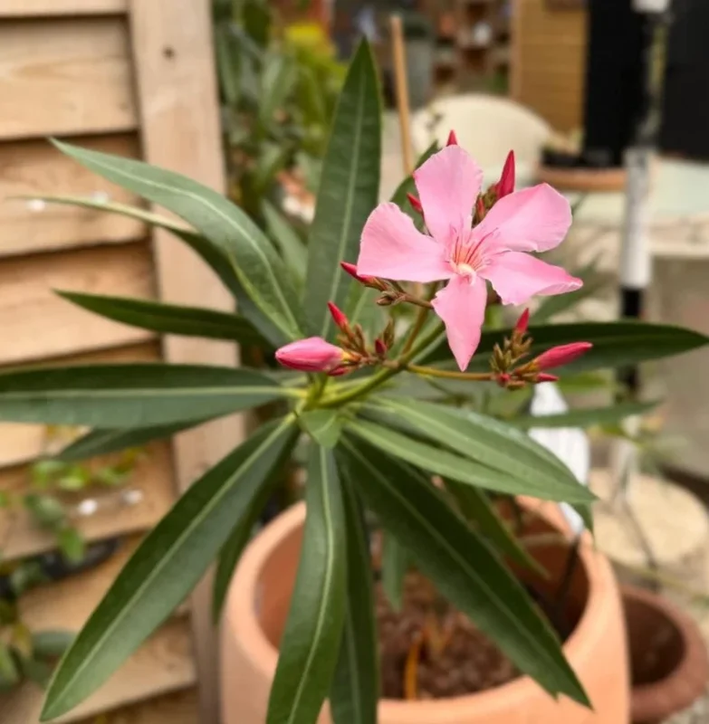 Pink Oleander Live Plant – Flowering Perennial Shrub – 4-6" Tall – Outdoor - Image 7