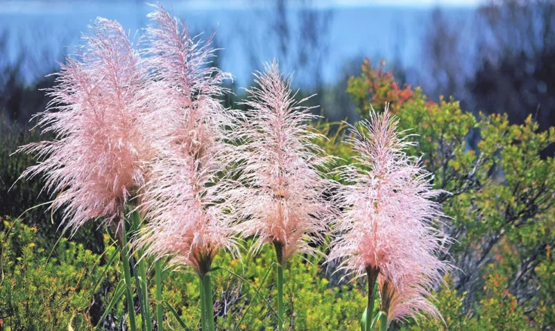 Pink Pampas Grass Live Plant, Cortaderia Selloana, 3-5" Tall, Outdoor - Image 2