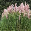 Pink Pampas Grass Live Plant, Cortaderia Selloana, 3-5" Tall, Outdoor - Image 1