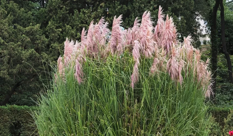 Pink Pampas Grass Live Plant, Cortaderia Selloana, 3-5" Tall, Outdoor - Image 1