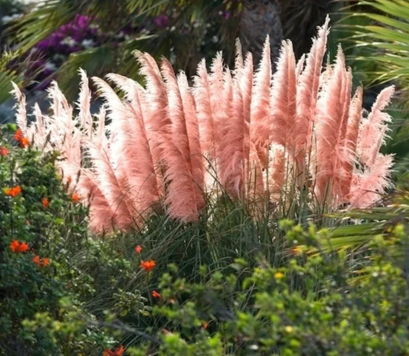 Pink Pampas Grass Live Plant – Ornamental Pink Plumes – 3-5" Tall – Outdoor Grass - Image 2