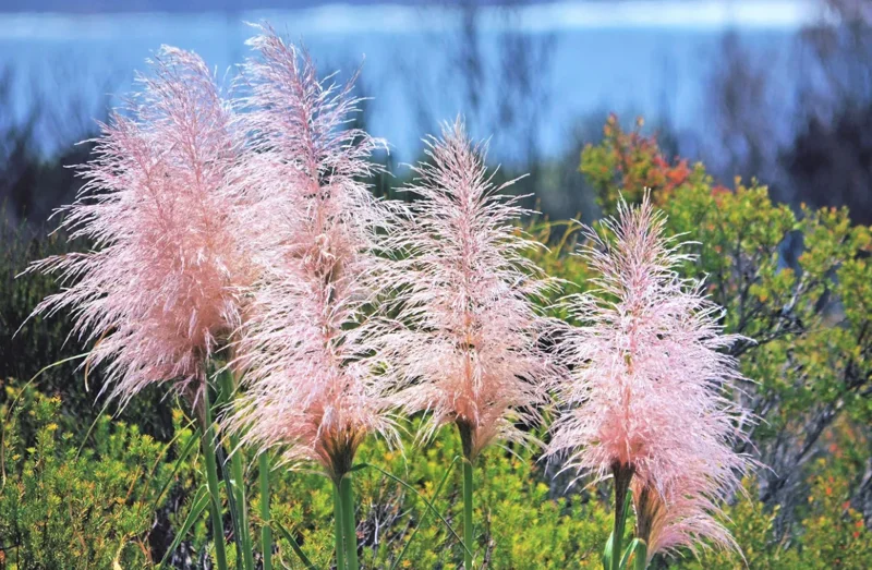 Pink Pampas Grass Live Plant – Ornamental Pink Plumes – 3-5" Tall – Outdoor Grass - Image 3