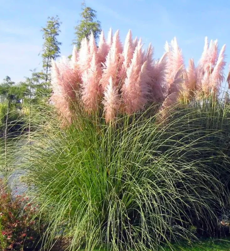 Pink Pampas Grass Live Plant – Ornamental Pink Plumes – 3-5" Tall – Outdoor Grass - Image 4