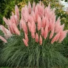 Pink Pampas Grass Live Plant – Ornamental Pink Plumes – 3-5" Tall – Outdoor Grass - Image 1