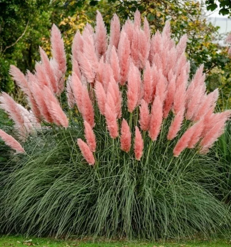 Pink Pampas Grass Live Plant – Ornamental Pink Plumes – 3-5" Tall – Outdoor Grass - Image 1