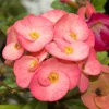 Pink Salmon Crown of Thorns Live Plant - 5-6" Tall Euphorbia milii - Image 1