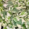 Pothos N'Joy Live Plant – Variegated Trailing Vine – 4 inch Pot – Indoor - Image 1