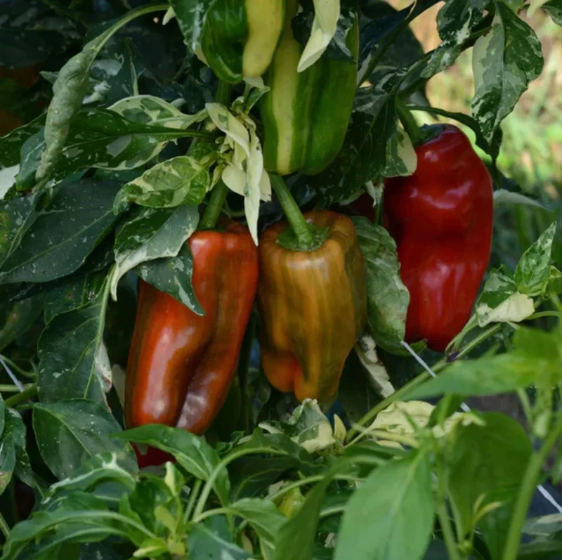 - Image 2