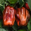 - Image 1