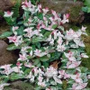 - Image 1