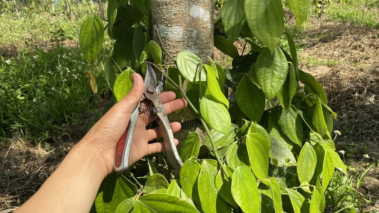 How to Grow Black Pepper Plants: A Complete Care Guide