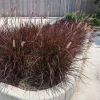 Purple Fountain Grass Live Plant – 5-8" Tall – Outdoor Ornamental Grass - Image 1