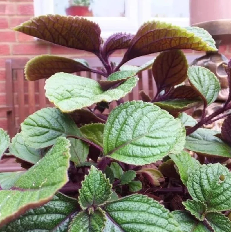 Purple Swedish Ivy Live Plant – Trailing Houseplant – 1 Pot (2 Plants) - Image 2