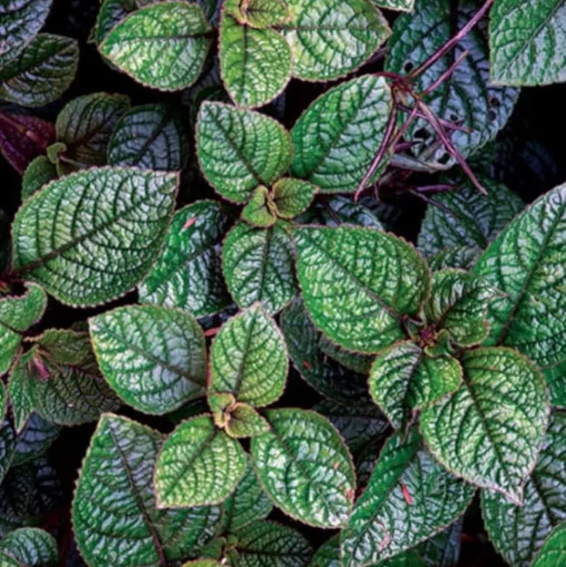 Purple Swedish Ivy Live Plant – Trailing Houseplant – 1 Pot (2 Plants) - Image 3