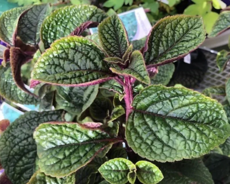 Purple Swedish Ivy Live Plant – Trailing Houseplant – 1 Pot (2 Plants) - Image 4