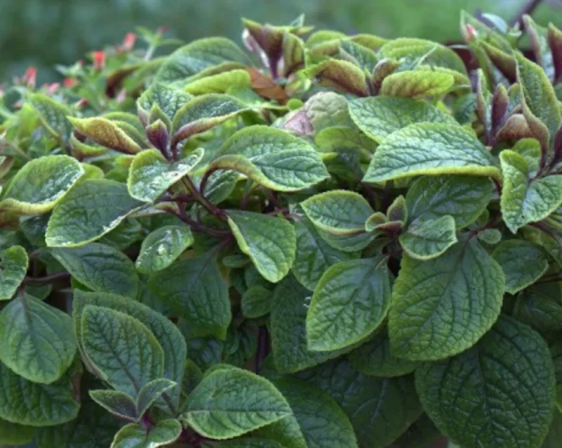 Purple Swedish Ivy Live Plant – Trailing Houseplant – 1 Pot (2 Plants) - Image 5