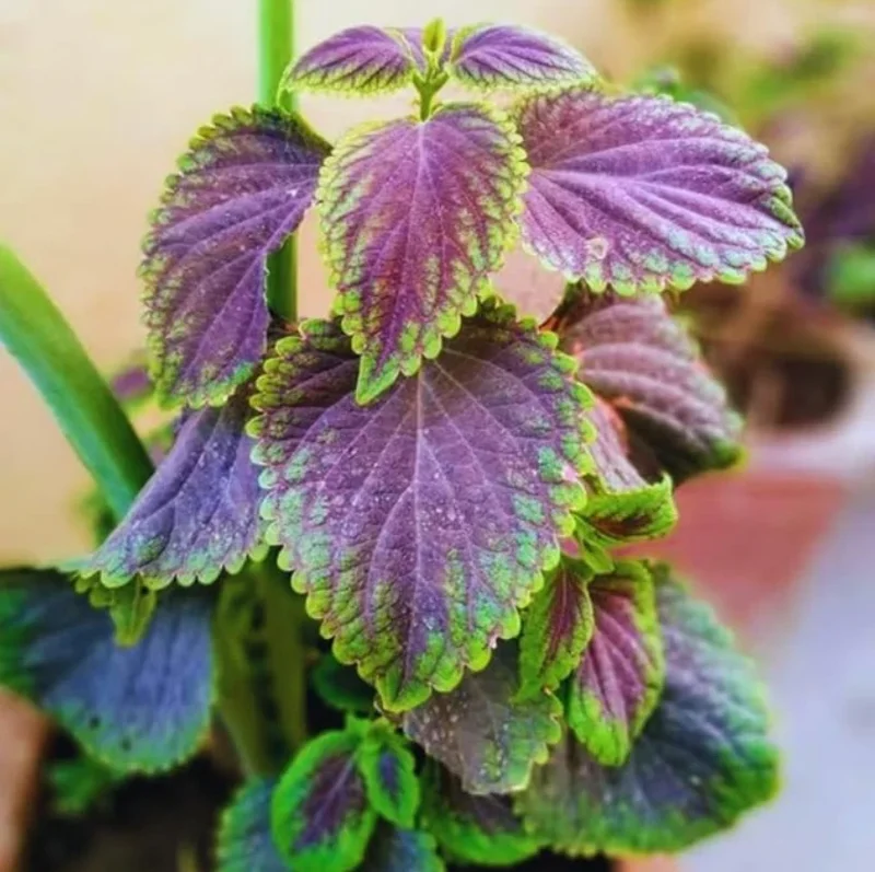 Purple Swedish Ivy Live Plant – Trailing Houseplant – 1 Pot (2 Plants) - Image 1