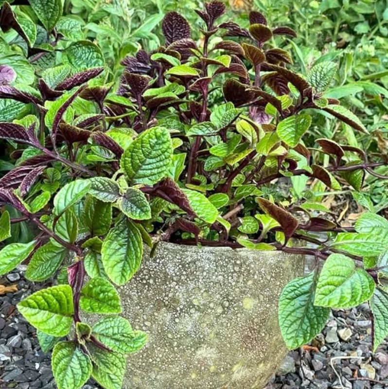 Purple Swedish Ivy Live Plant – Trailing Houseplant – 1 Pot (2 Plants) - Image 6