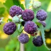 Raspberry Glencoe Live Plant – 4-6" Tall Edible Berry Bush for Garden - Image 1