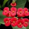 Red Crown of Thorns Live Plant - Euphorbia milii 'Floral Red' - 2" Pot - Image 1