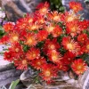 Red Ice Plant - Live Succulent Clump - 1 Plant in 4" Pot - Drought-Tolerant Outdoor - Image 1