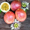 Red Panama Passionfruit Live Plant – Vibrant Vine – 2-5 inches Tall - Image 1