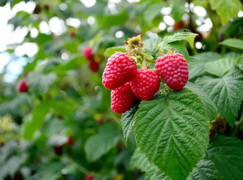 Red Raspberry Live Plant – 5" Pot – Outdoor Fruiting Shrub - Image 3