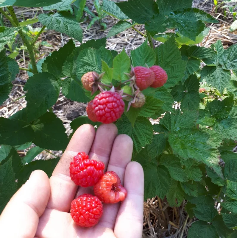 Red Raspberry Live Plant – 5" Pot – Outdoor Fruiting Shrub - Image 4