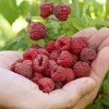 Red Raspberry Live Plant – 5" Pot – Outdoor Fruiting Shrub - Image 1