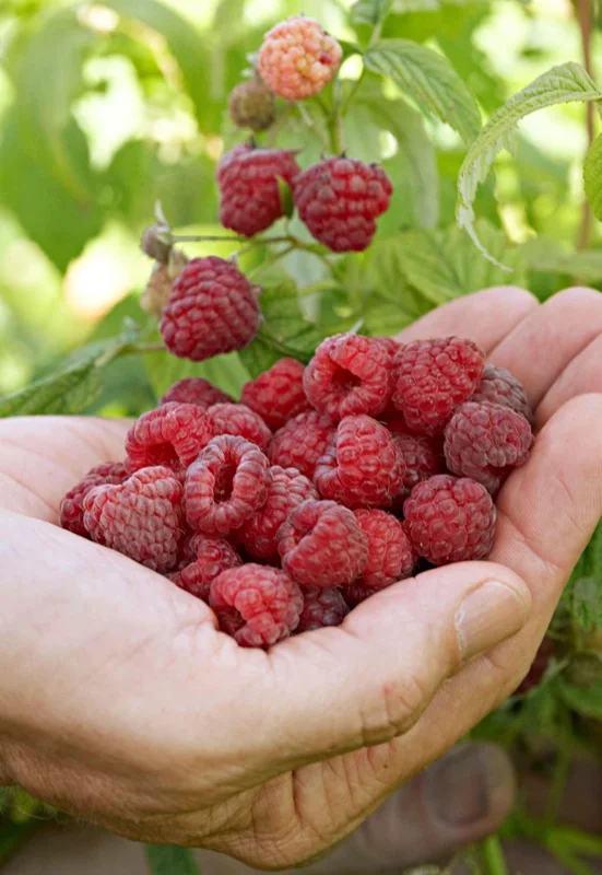 Red Raspberry Live Plant – 5" Pot – Outdoor Fruiting Shrub - Image 1